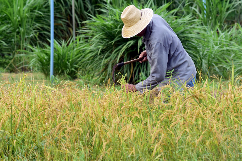 Agricultores do Piauí poderão ter o a R$ 24 mi para atividades produtivas; saiba como participar