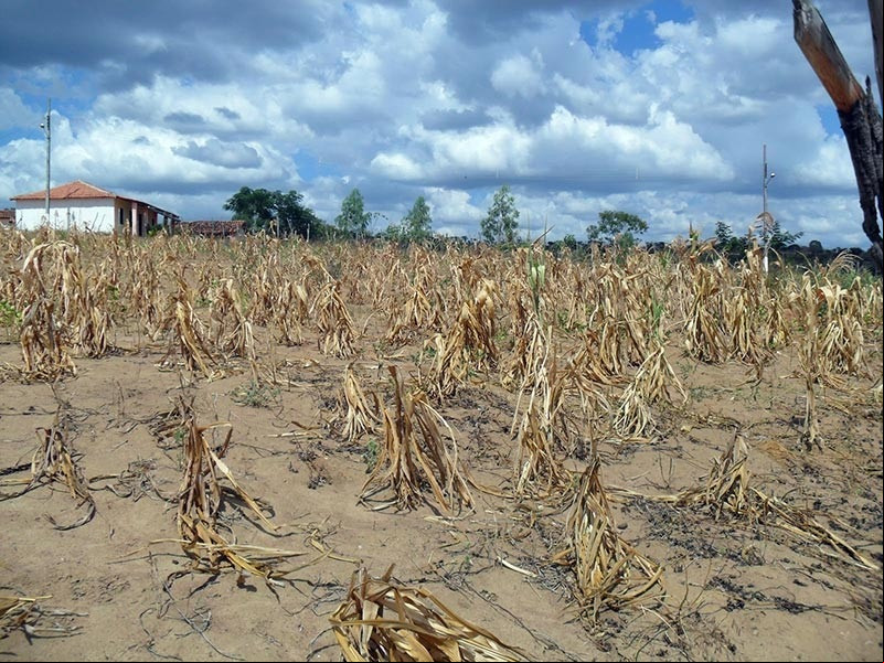 Piauí: número de cidades em situação de emergência sobe para 82