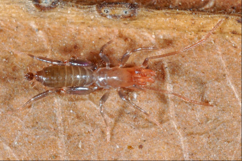 Pesquisadores da UFPI descobrem nova espécie de aranha em Floriano