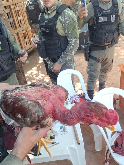 Animais foram encontrados debilitados. - (Divulgação / Polícia Militar - PI)