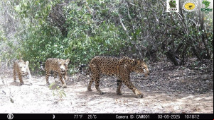 Câmera flagra registro inédito de família de onças-pintadas no Parque Nacional da Serra da Capivara