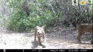 Câmera flagra registro inédito de família de onças-pintadas no Parque Nacional da Serra da Capivara